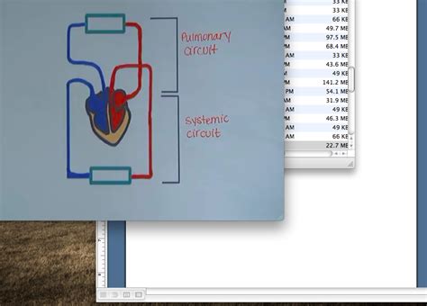 Pulmonary and Systemic Circuit Tutorial | Sophia Learning