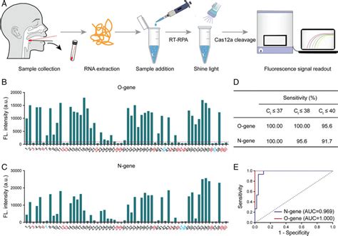 Photocontrolled One Pot Rt Rpa Crispr Cas12a Assay For Detection Of