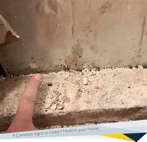 4 Common Signs To Detect Mold In Your Home Fdp Mold Remediation