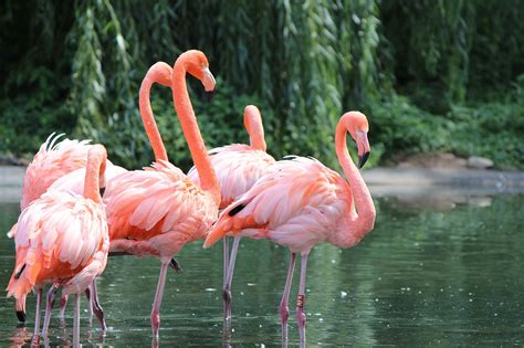 Flamingos Bird Nature Free Photo On Pixabay Pixabay