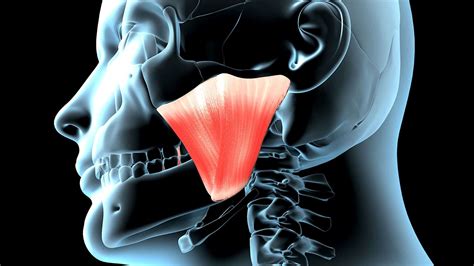 Nuova parte del corpo ecco il 3º muscolo nella mascella