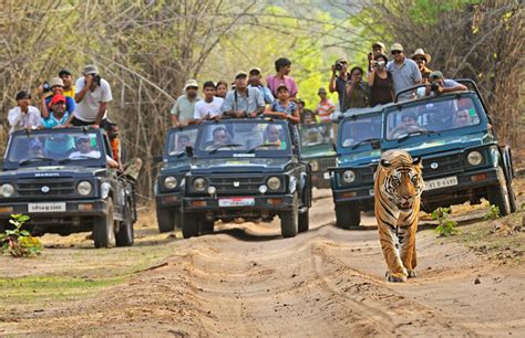 Wildlife Tourism | Conservation India