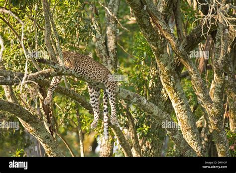 African Leopard Panthera Pardus Pardus Resting On The Branch Of A