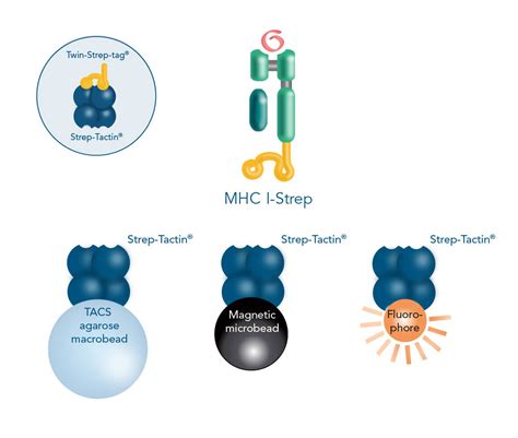 Strep Tag Technology For Cell Isolation