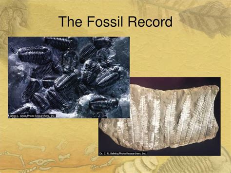 Ppt The Fossil Record Powerpoint Presentation Free Download Id1707679