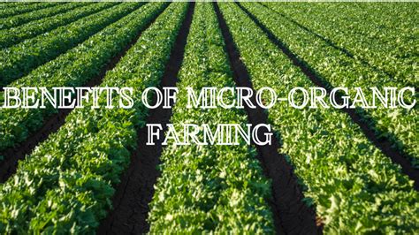 The Benefits Of Micro Organic Farming Uyir Organic