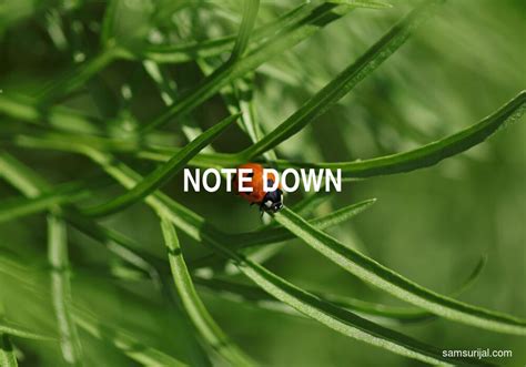 arti kata note  kamus bahasa inggris terjemahan indonesia