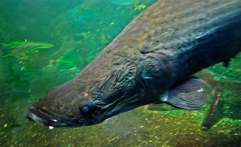 Arapaima A Candidate For Intensive Freshwater Culture Responsible