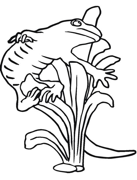 Top 20 Printable Amphibian Coloring Pages Online Coloring Pages