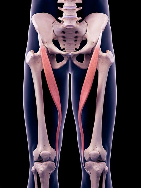 Thigh Muscles Photograph By Sebastian Kaulitzki Science Photo Library