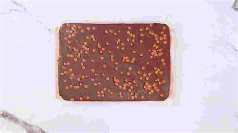 Brownie Brittle Recipe | Cozymeal