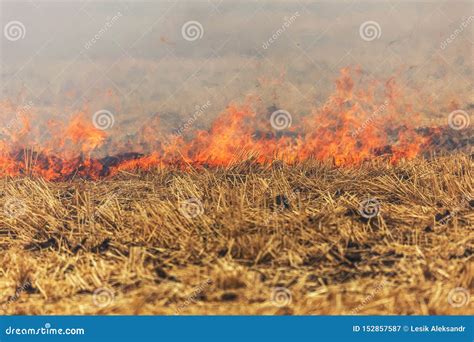 Los Fuegos Del Bosque Y De La Estepa Se Secan Totalmente Para Destruir