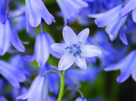 Como Plantar Campanillas Cuidar Los Jacintos Silvetres Trucos De