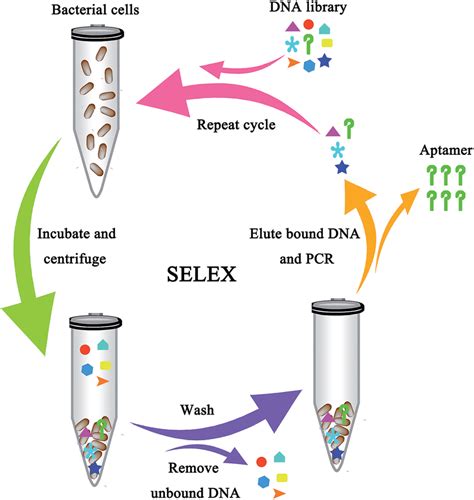 Schematic Showing The Aptamer Selection Against Live Bacterial Cells Download Scientific