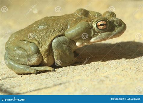 Colorado River Toad Stock Photo Image Of Animal Soil 25662522