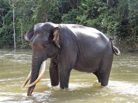 7 Fakta Unik Gajah Sumatra Pemakan Besar