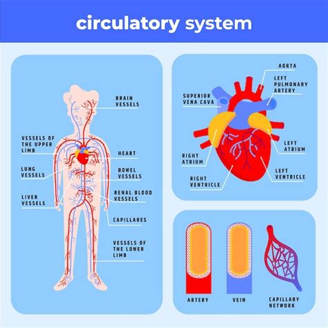 Infograf A Del Sistema Circulatorio Plano Vector Gratis