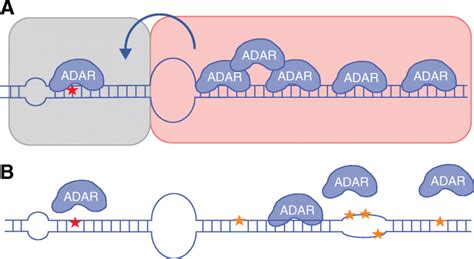 Editing Inducer Elements EIEs Regulate Specific Adenosine To Inosine