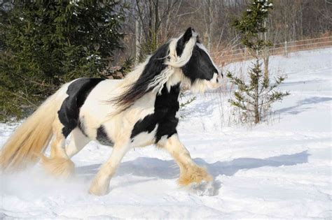 Gypsy Horse — Full Profile, History, and Care