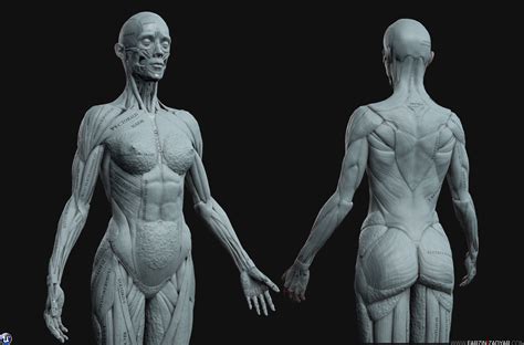 3d Model Female Anatomy Kit And Human Anatomy Kit Vr Ar Low Poly Cgtrader