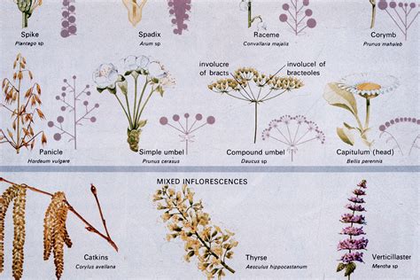 Botany Seeds Inflorescence Types City Of Vancouver Archives