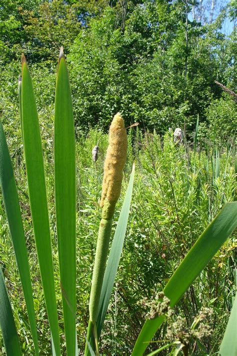 Forest House Farm: Cattail Pollen