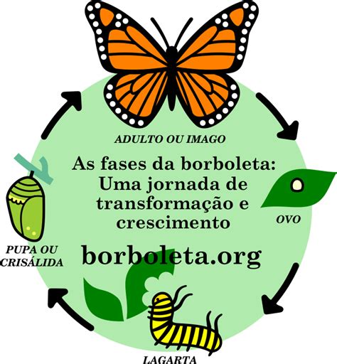 Transformações Da Borboleta - As fases da borboleta: Uma jornada de transformação e crescimento