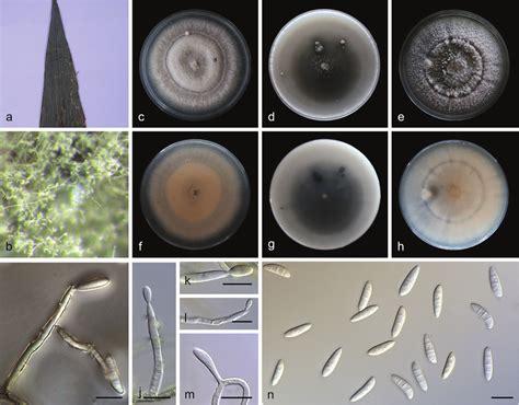 Microdochium Indocalami SAUCC1016 A Leaves Of Host Plant B Colony