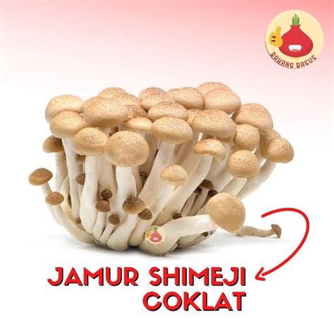 Jual Jamur Shimeji Coklat Segar Bks Bawangbagus Shopee Indonesia