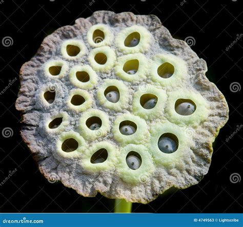 Lotus Pod Flower Stock Photos - Image: 4749563