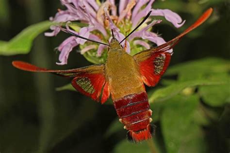 Hummingbird Moth Facts Moths That Look And Sound Like Hummingbirds