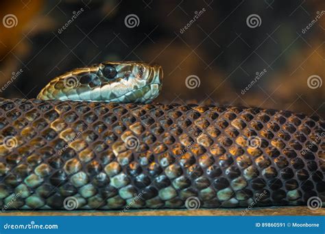 Slithering Snake Royalty-Free Stock Photography | CartoonDealer.com #54682853