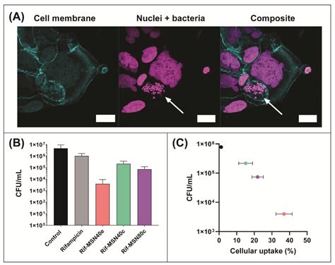 Nanomaterials Free Full Text Enhancing The Cellular Uptake And