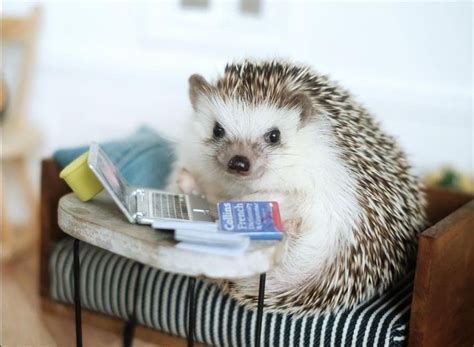 Pin on Ёжики фото Cute animals Cute hedgehog Cute baby animals