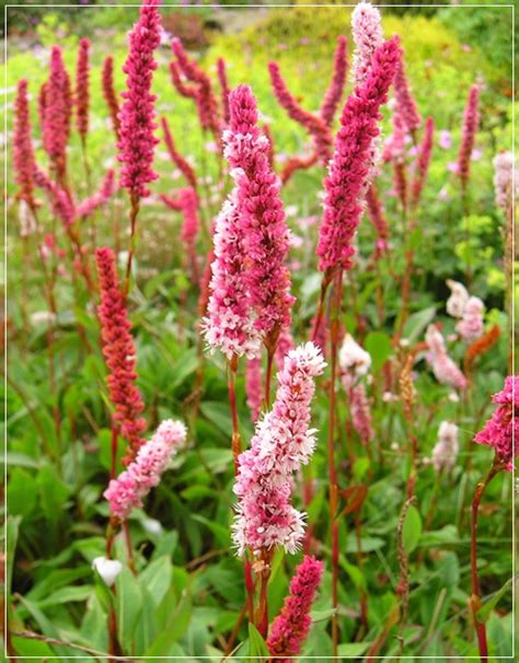 Polygonum Affine Darjeeling Red Rdest Pokrewny Darjeeling Red