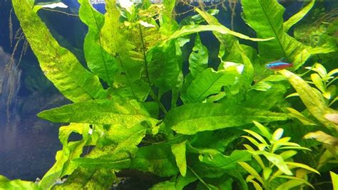 Pros And Cons Of Aquatic Plants Planted Aquarium