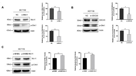 Ijms Free Full Text Downregulation Of Cdc20 Increases