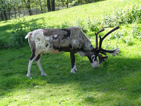 Reindeer | Reindeer, Blue reindeer, Caribou