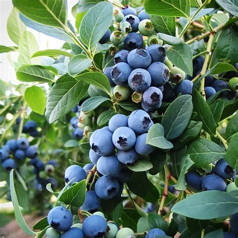 sunshine blue blueberry bush  sale   tree center
