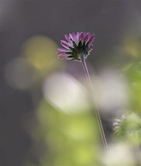 Bellis Perennis 2130047 JESUS ANGEL ESTERAS Flickr