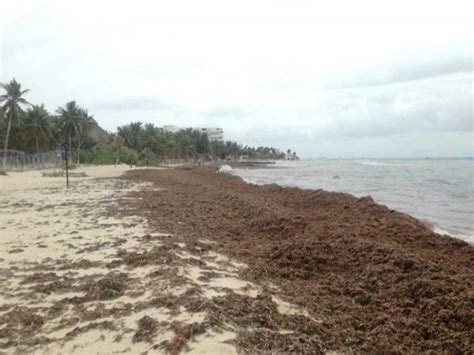 Recala Sargazo En Isla Mujeres Tras Paso De Hurac N Michael Exc Lsior