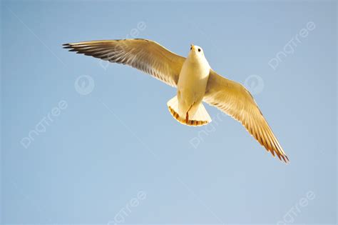 Foto Foto Burung Camar Lucu Terbang Di Langit Biru Latar Belakang Dan