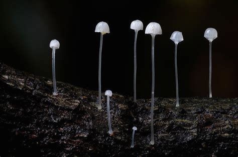 La Belleza Del Reino Fungi Steve Axford Cultura Colectiva