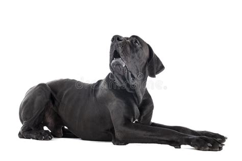 German Mastiff Stock Image Image Of Female Shorthair 13171023