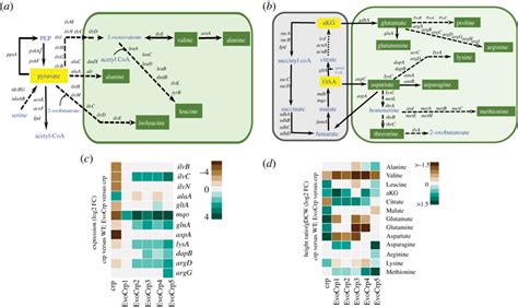 Integrated Transcriptomics And Metabolomics Analysis At Pyruvate And