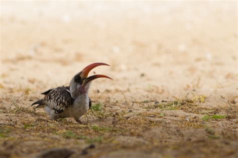 Parque National Langue De Barberie Senegal Brendan Van Son Flickr