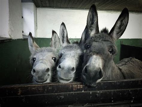 Donkey Names: 500 Good Ideas for Names for Donkeys