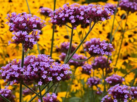 Grow Verbena Bonariensis Our Guide To Pretty Purpletop Vervain Gardening Know How