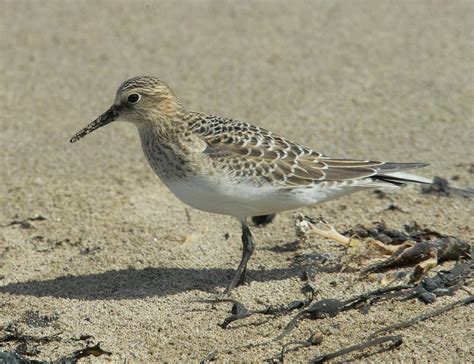 Pembrokeshire Birds Bairds Sandpiper West Angle