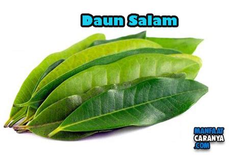 Manfaat Daun Salam Bagi Kesehatan Tubuh Yang Natural MANFAATCARANYA